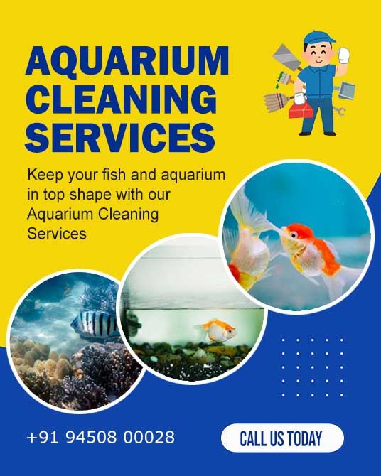 Aquarium Cleaning Services in Lucknow, Sitapur, Sidhauli, or Nearby