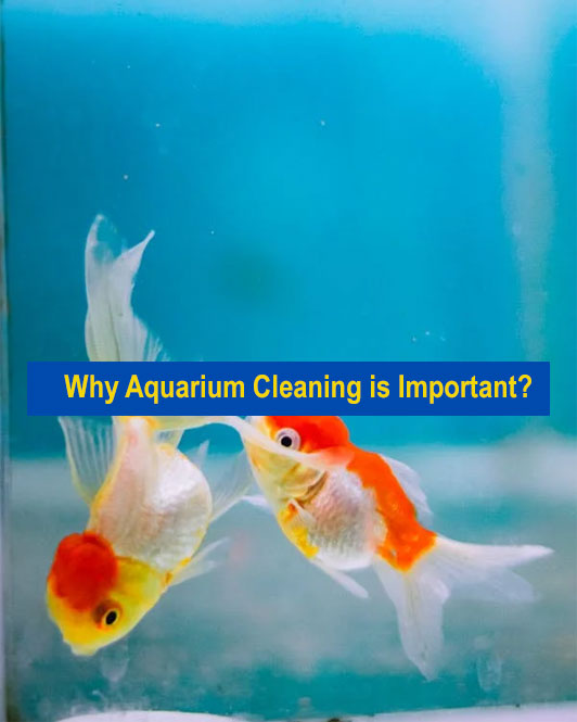 Why Aquarium Cleaning Is Important?