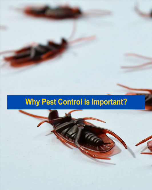 Why Choose Professional Pest Control?